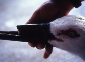 クチバシの折れたコウノトリ