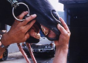 切端咬合の馬は食欲旺盛