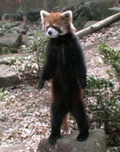 立ち上がったレッサーパンダの風太クン