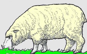 ヒツジはグレイザー（草食い）