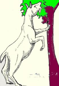 ヤギは、ブラウザー（葉食い）