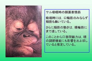 サルの授乳のシーン