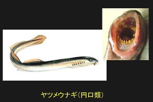 アゴのない魚