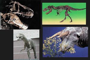 哺乳類の肉食動物の口