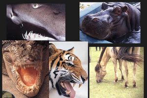 哺乳類の肉食動物の口