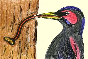 キツツキ（クマゲラ・アカゲラ）の舌