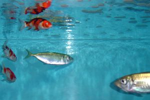 淡水魚と海水魚