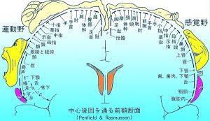 ペンフィールドの図