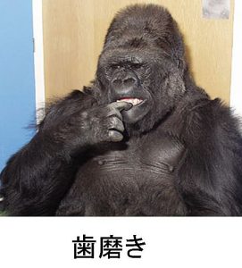 ゴリラの歯磨き