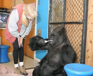 歯磨きをするゴリラ