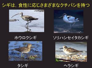 シギのクチバシ