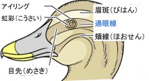 過眼線（かがんせん）