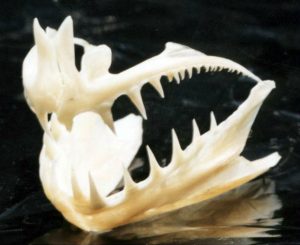ヒラメの顎骨