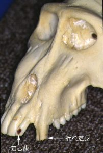 サルの頭蓋骨１