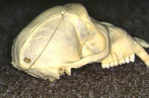 サルの頭蓋骨２