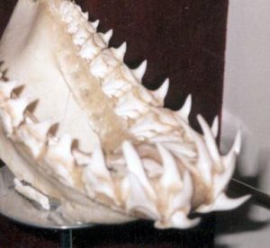 サメの顎骨