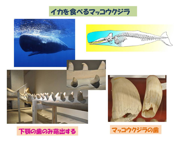マッコウクジラ 歯-