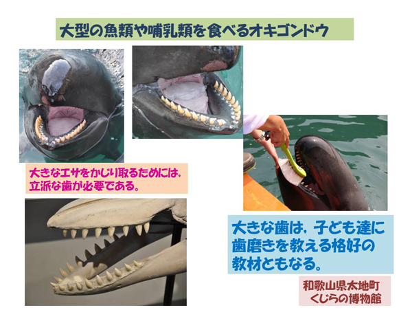 鯨の歯 くじら クジラ 鯨 歯 置物-