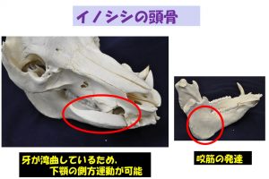 動物園の動物達も高齢化【6】イノシシの牙を考える | 岡崎 好秀 先生